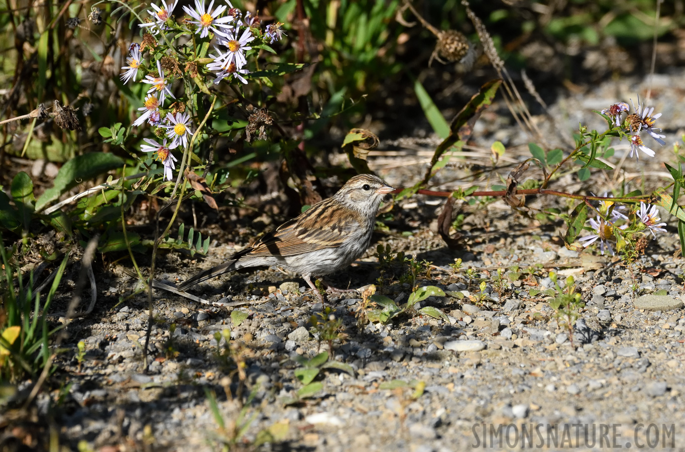 Spizella passerina passerina [400 mm, 1/3200 sec at f / 8.0, ISO 1600]